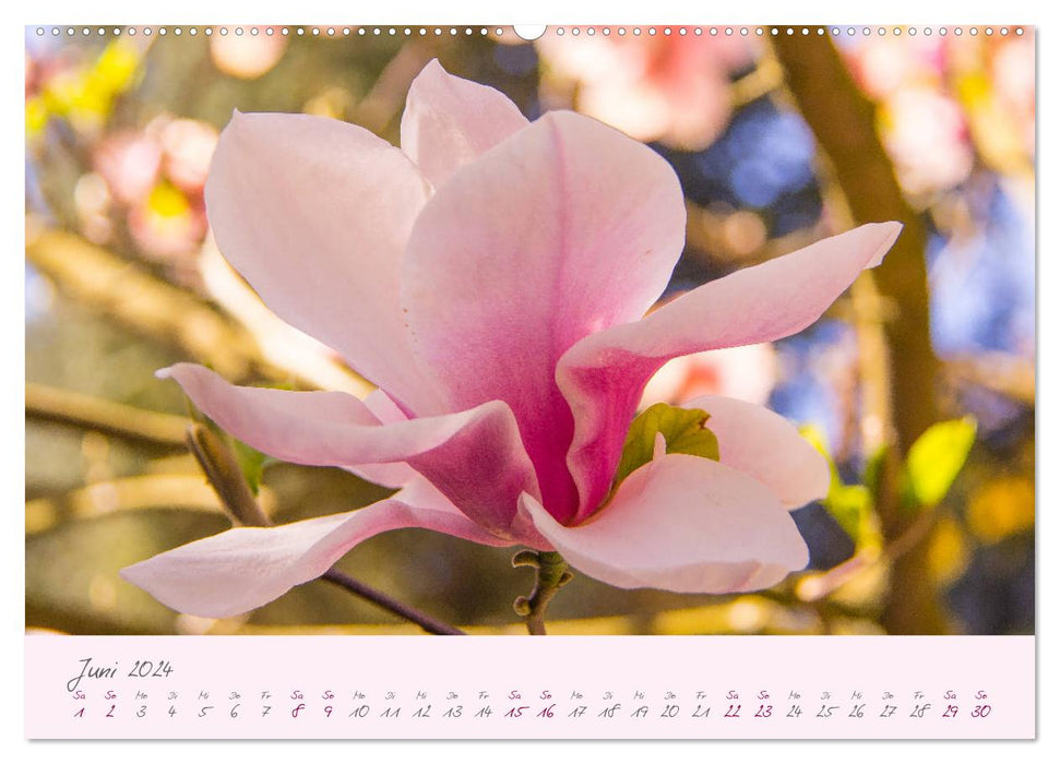 Delicate flowers of the tulip tree (CALVENDO wall calendar 2024) 