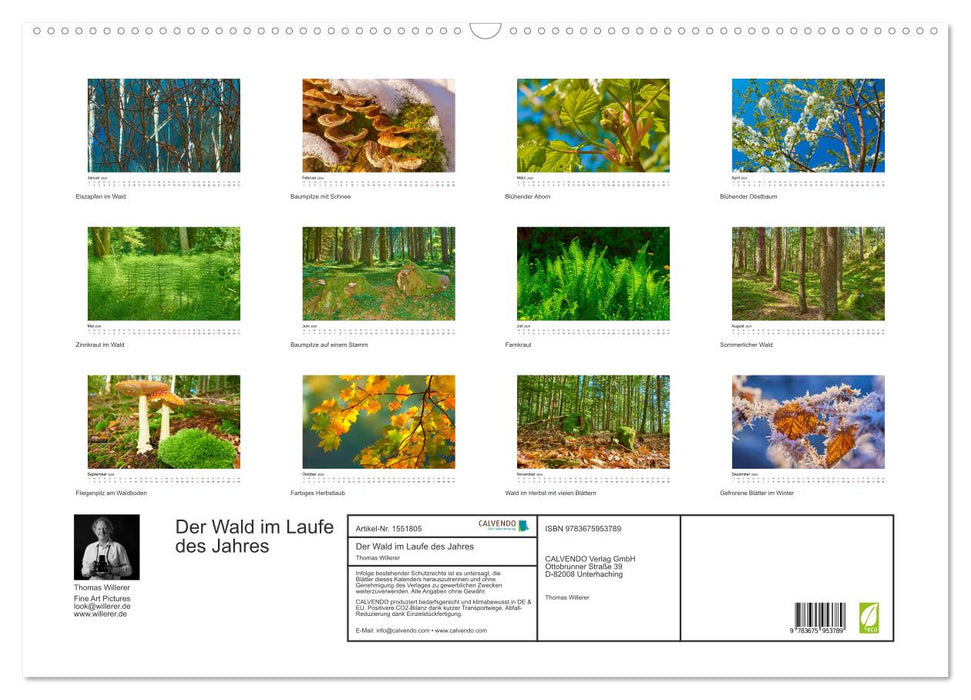 The forest throughout the year (CALVENDO wall calendar 2024) 