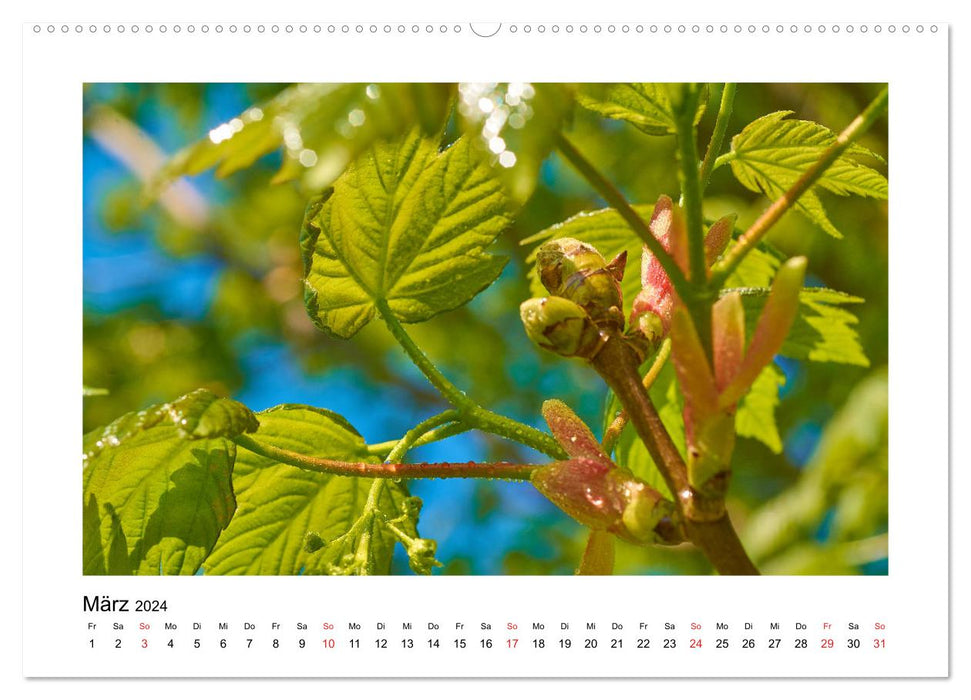 The forest throughout the year (CALVENDO wall calendar 2024) 