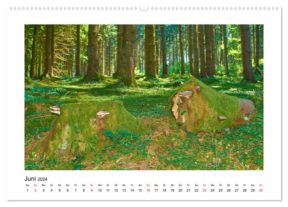 Der Wald im Laufe des Jahres (CALVENDO Wandkalender 2024)