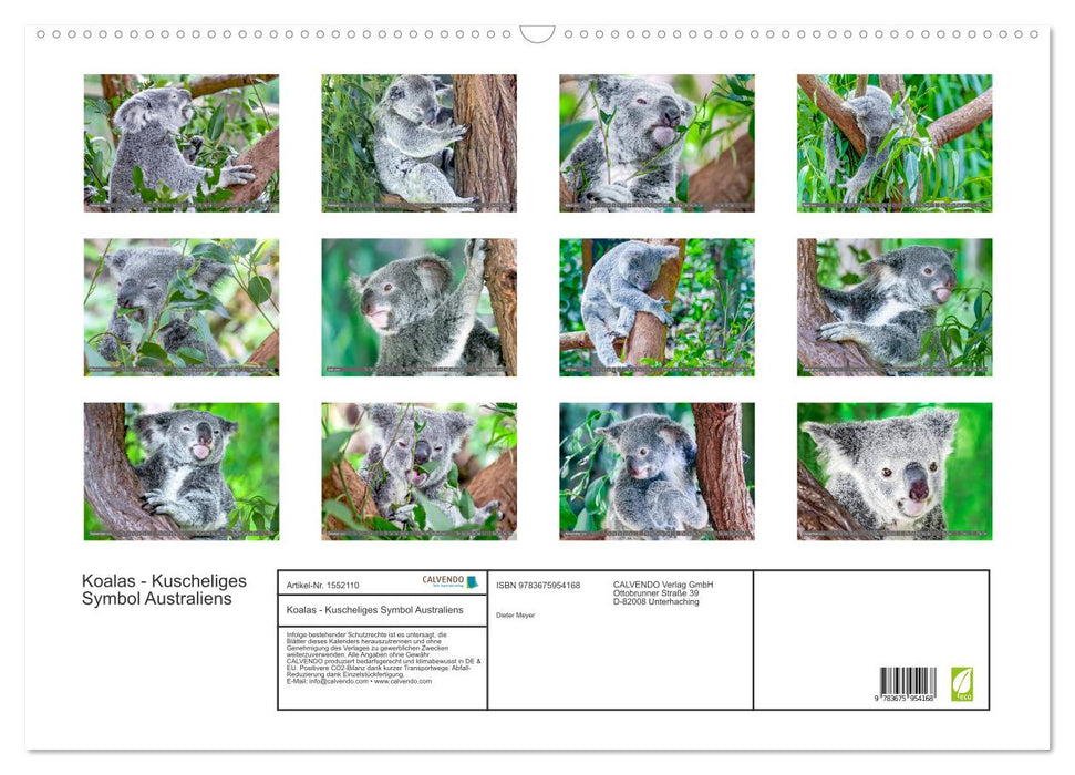 Koalas - cuddly symbol of Australia (CALVENDO wall calendar 2024) 