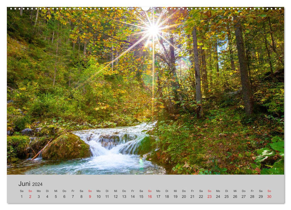 Come on, I'll show you the forest (CALVENDO wall calendar 2024) 