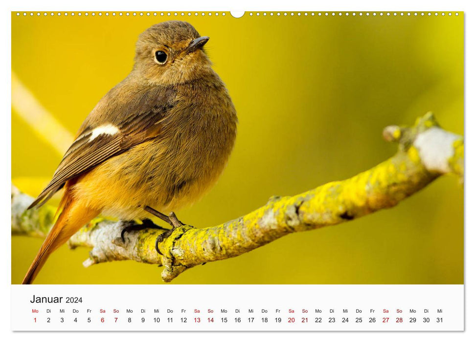 Birds - The Kings of the Skies (CALVENDO Premium Wall Calendar 2024) 