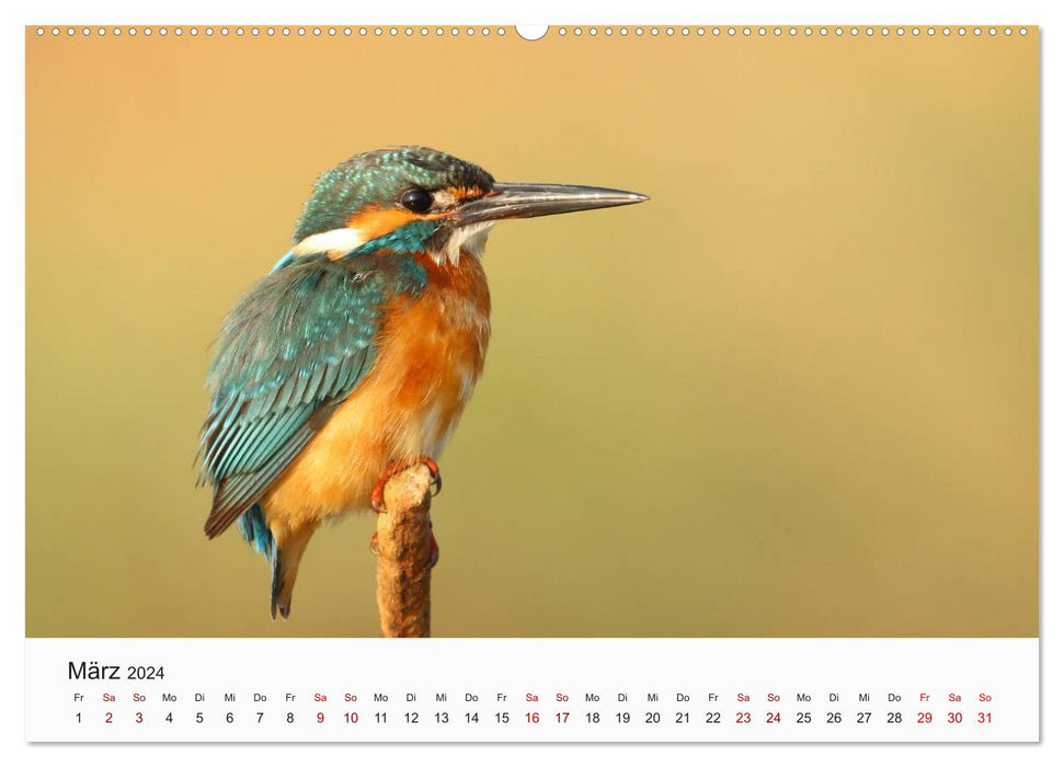 Vögel - Die Könige der Lüfte (CALVENDO Premium Wandkalender 2024)