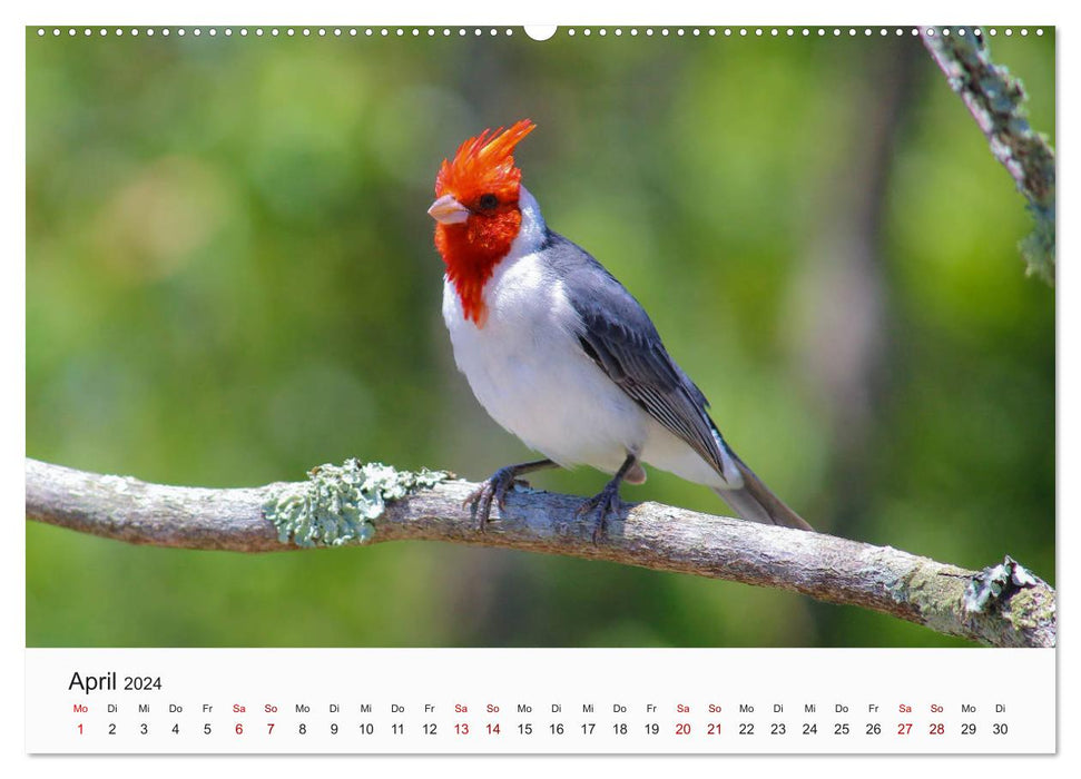 Vögel - Die Könige der Lüfte (CALVENDO Premium Wandkalender 2024)