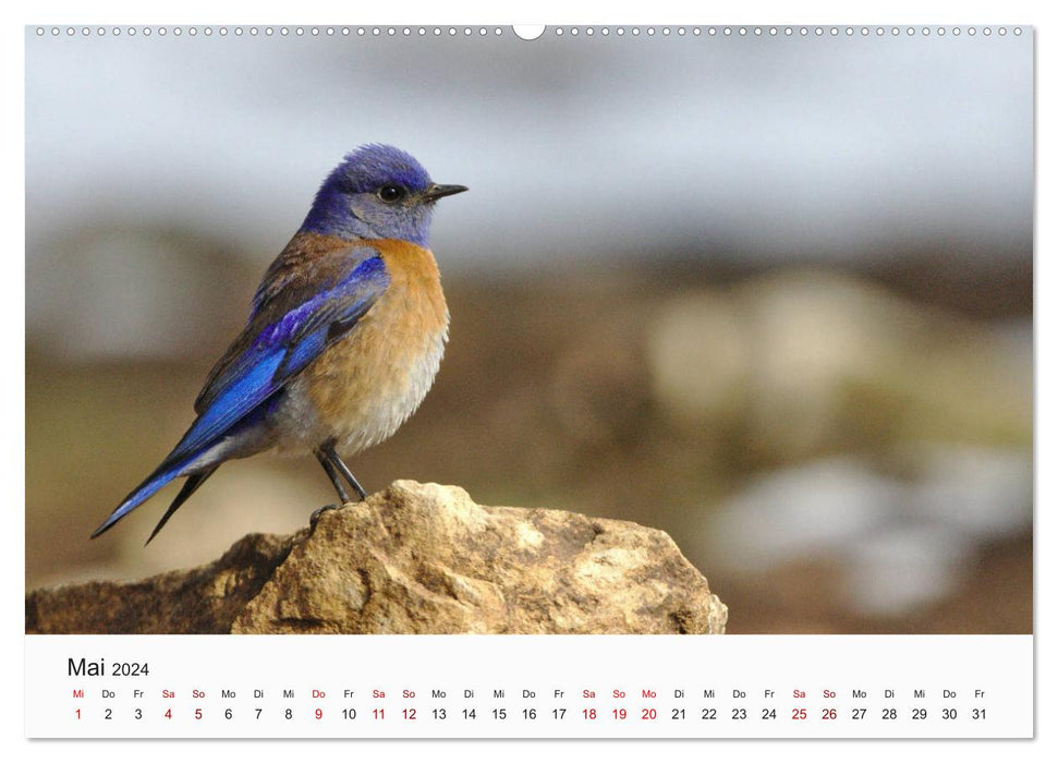 Vögel - Die Könige der Lüfte (CALVENDO Premium Wandkalender 2024)