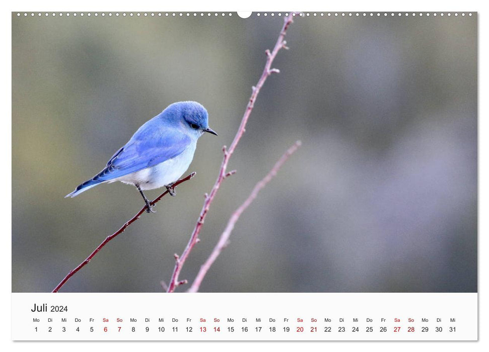 Birds - The Kings of the Skies (CALVENDO Premium Wall Calendar 2024) 