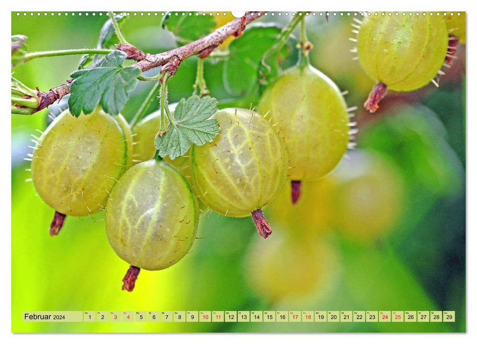 Vitamin-rich foods from the garden (CALVENDO Premium Wall Calendar 2024) 