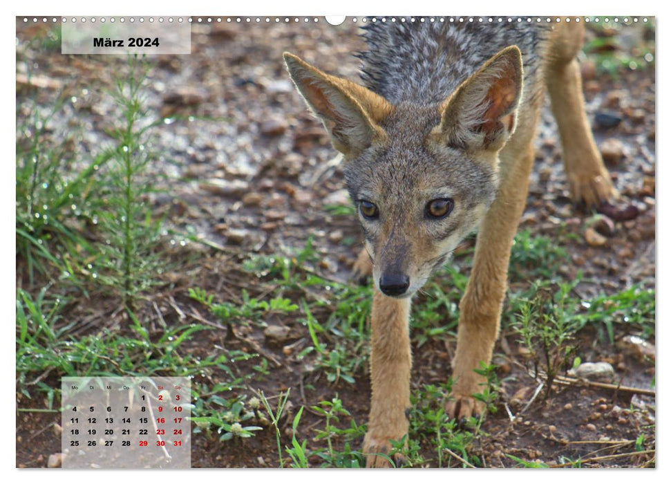 Kenya - The animals of the savannah (CALVENDO Premium Wall Calendar 2024) 