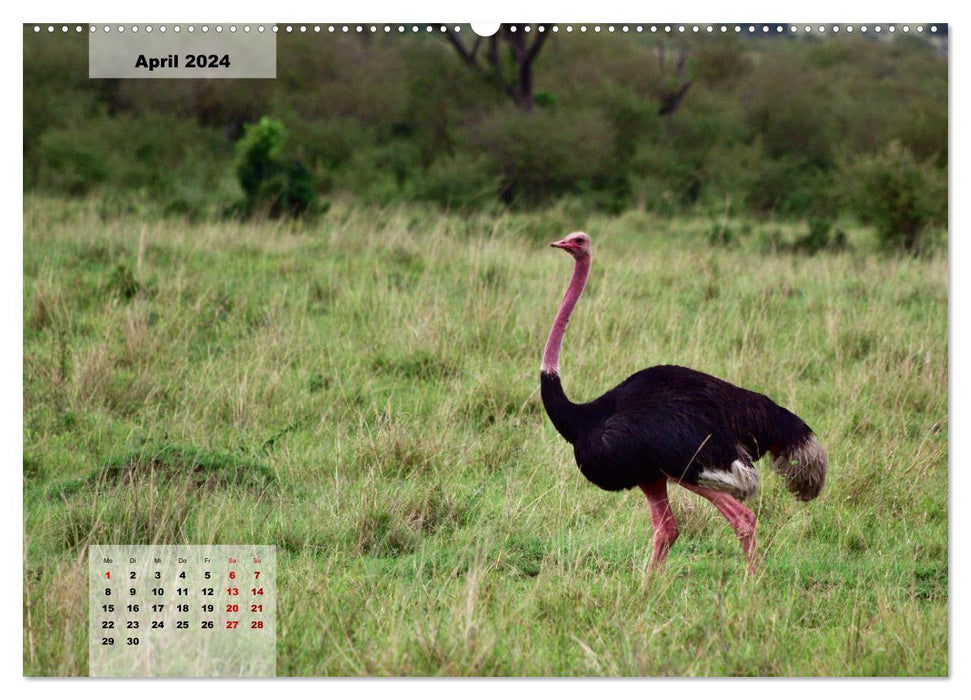 Kenia - Die Tiere der Savanne (CALVENDO Wandkalender 2024)