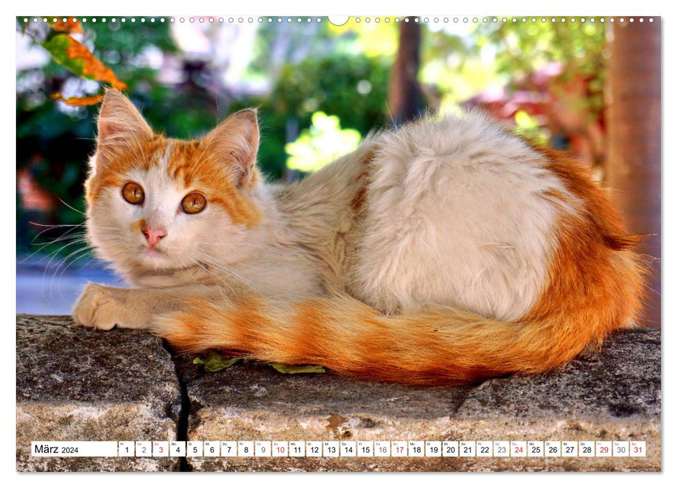 Cuba cats - on velvet paws in Havana (CALVENDO wall calendar 2024) 