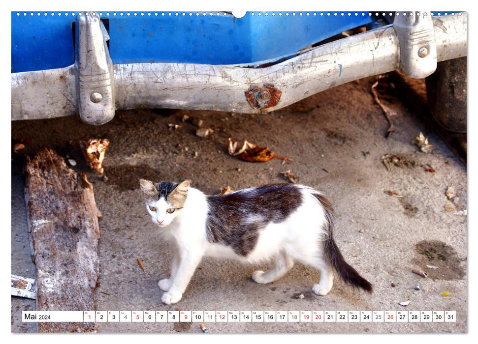 Chats de Cuba - sur pattes de velours à La Havane (Calendrier mural CALVENDO 2024) 