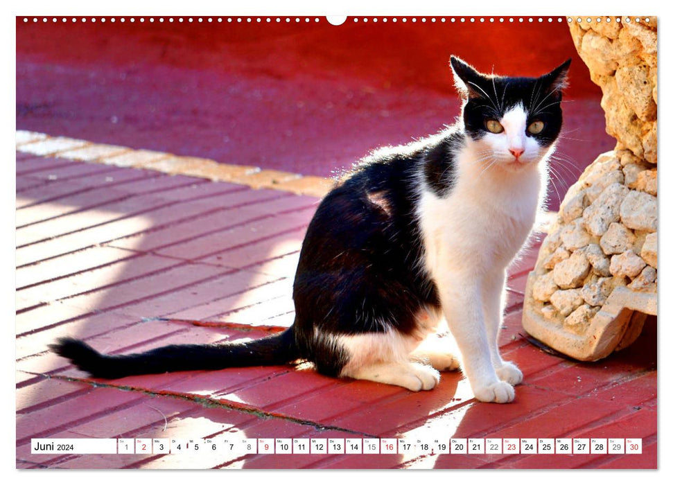 Chats de Cuba - sur pattes de velours à La Havane (Calendrier mural CALVENDO 2024) 