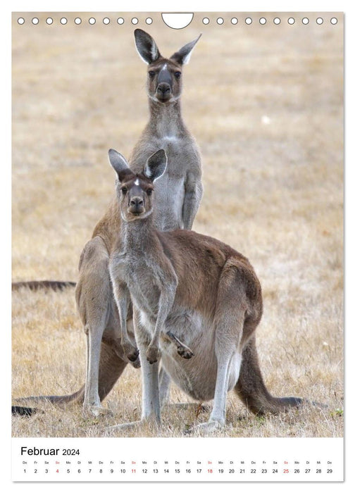 Australia - Help for the unique wildlife (CALVENDO wall calendar 2024) 