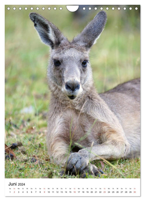 Australie - Aide à la faune unique (Calendrier mural CALVENDO 2024) 