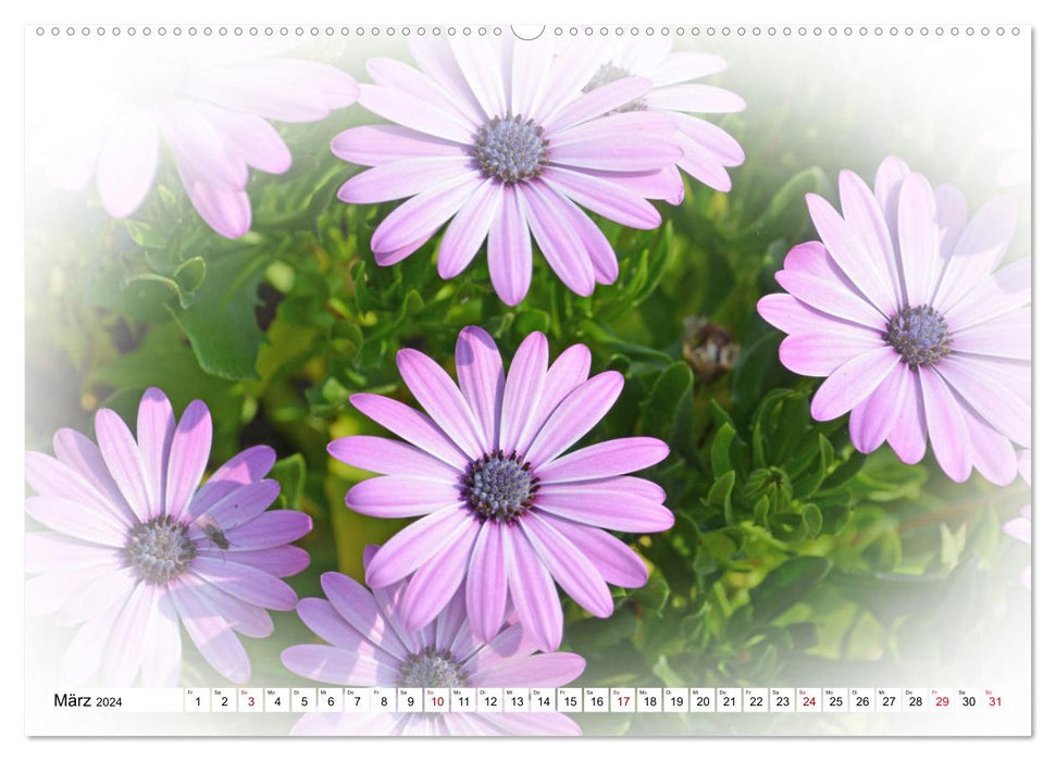 Die Magie der lila Blüten (CALVENDO Premium Wandkalender 2024)