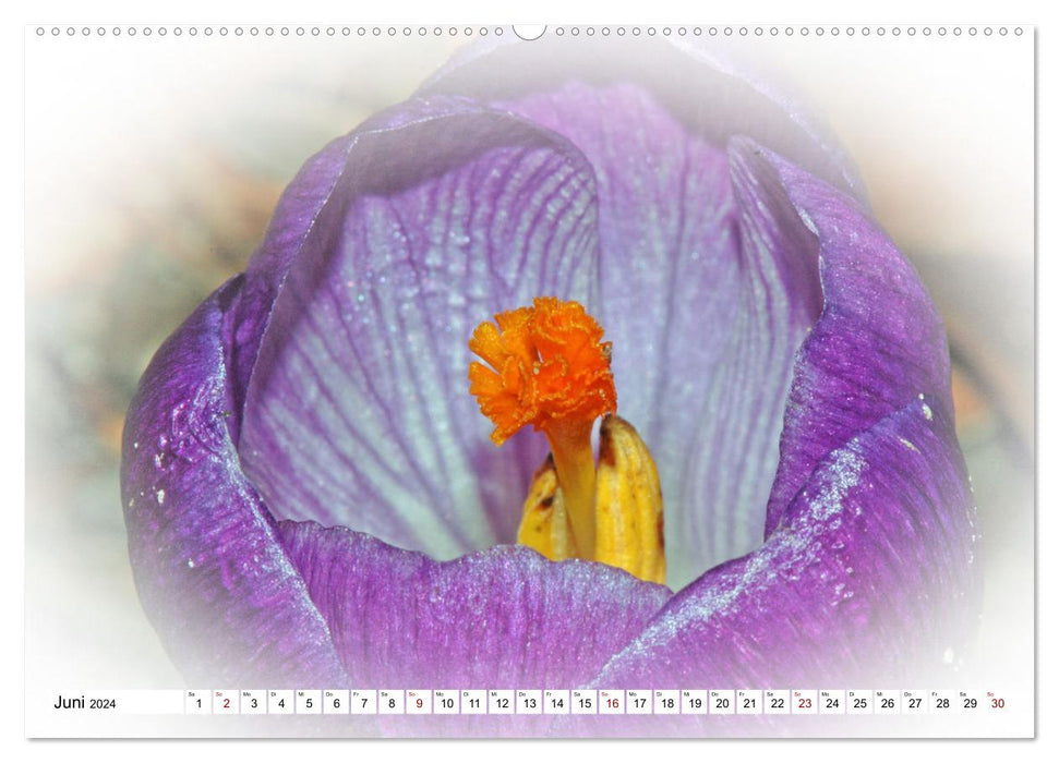 La magie des fleurs violettes (Calendrier mural CALVENDO Premium 2024) 