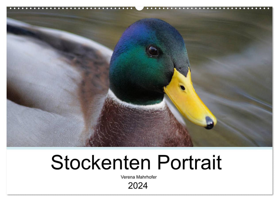 Mallard Ducks Portrait (CALVENDO Wall Calendar 2024) 