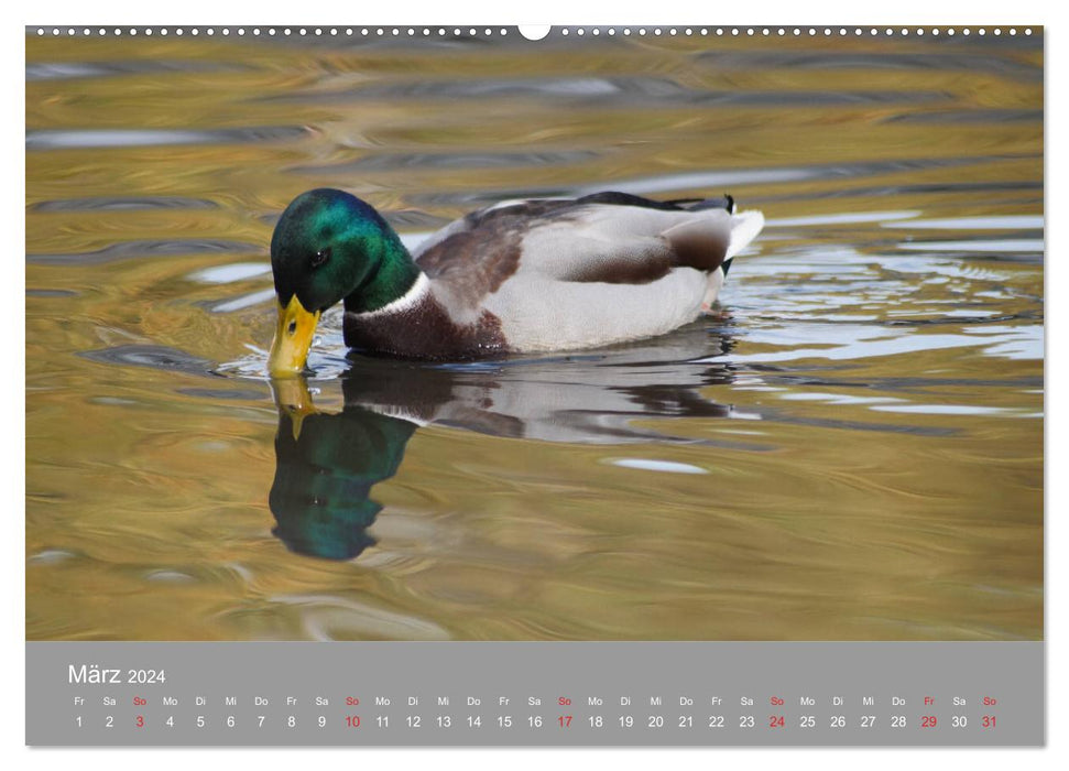 Mallard Ducks Portrait (CALVENDO Wall Calendar 2024) 