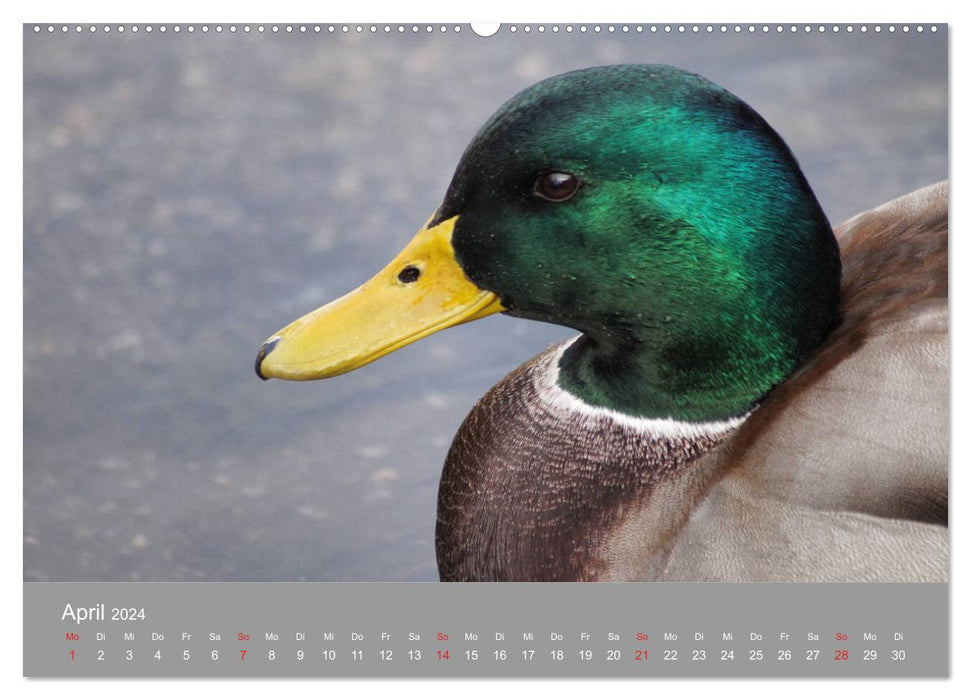 Mallard Ducks Portrait (CALVENDO Wall Calendar 2024) 