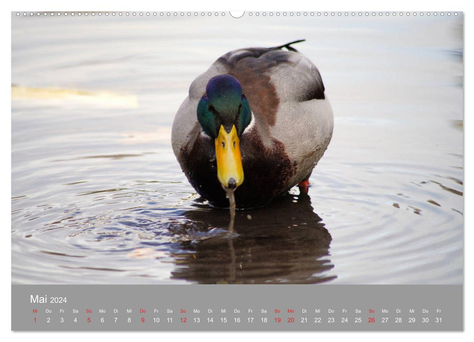 Mallard Ducks Portrait (CALVENDO Wall Calendar 2024) 