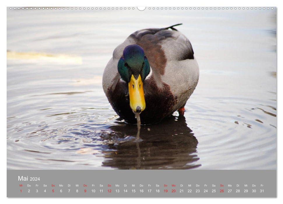 Stockenten Portrait (CALVENDO Wandkalender 2024)