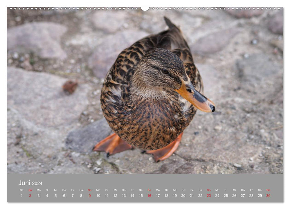 Mallard Ducks Portrait (CALVENDO Wall Calendar 2024) 