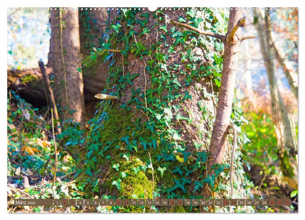 Les arbres... sont des poèmes que la terre écrit dans le ciel. Khali Gibran (Calvendo Premium Calendrier mural 2024) 