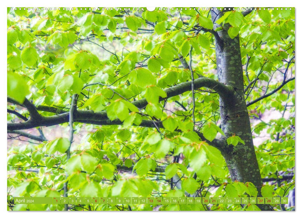 Bäume ... sind Gedichte, die die Erde in den Himmel schreibt. Khali Gibran (CALVENDO Premium Wandkalender 2024)