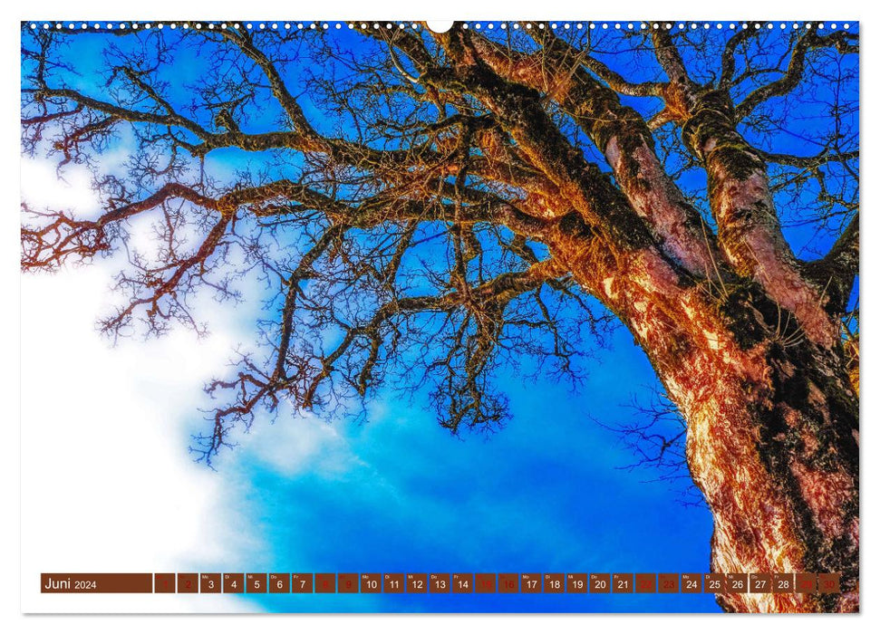 Trees... are poems that the earth writes in the sky. Khali Gibran (CALVENDO Premium Wall Calendar 2024) 