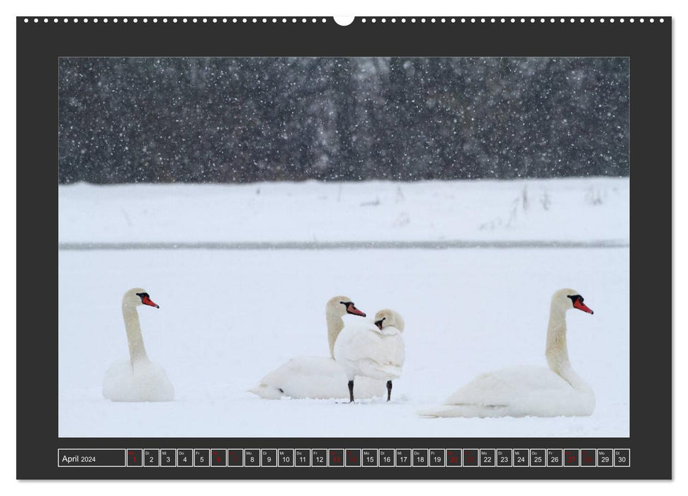Winterzauber - Tiere in Eis und Schnee (CALVENDO Premium Wandkalender 2024)