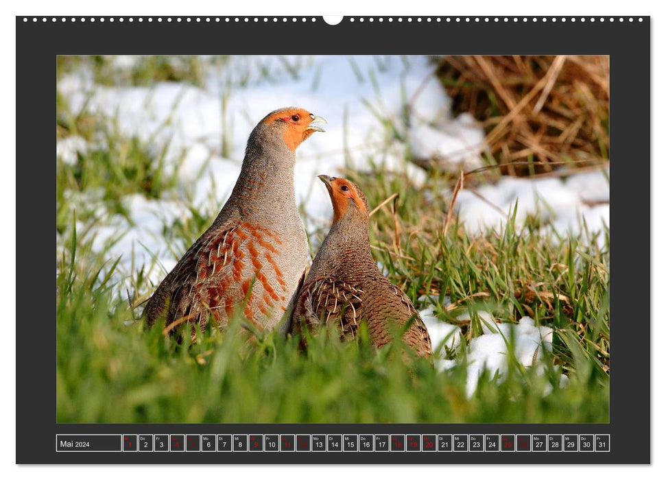 Winterzauber - Tiere in Eis und Schnee (CALVENDO Premium Wandkalender 2024)