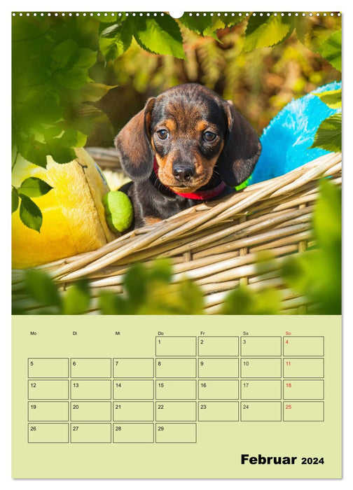 Dachshund dreams - A family planner for the year (CALVENDO wall calendar 2024) 