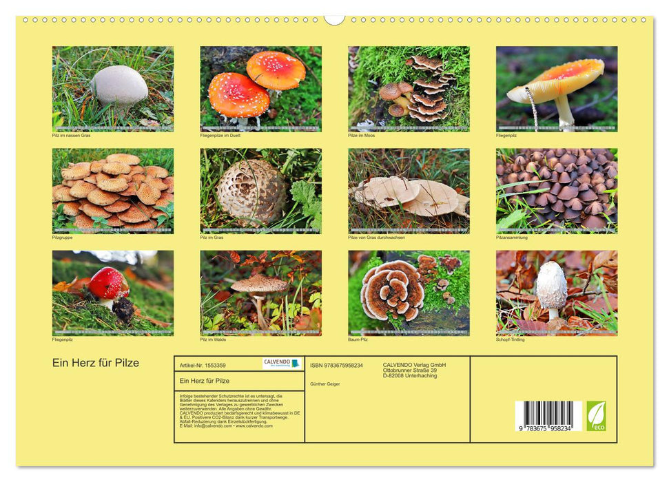 Ein Herz für Pilze (CALVENDO Premium Wandkalender 2024)