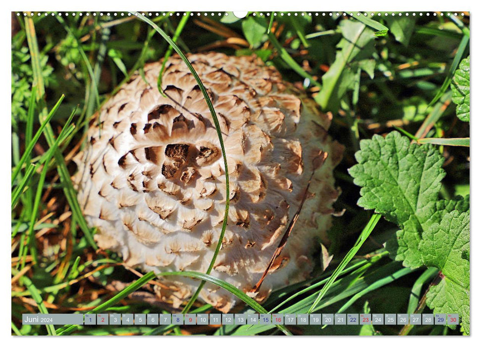Ein Herz für Pilze (CALVENDO Premium Wandkalender 2024)