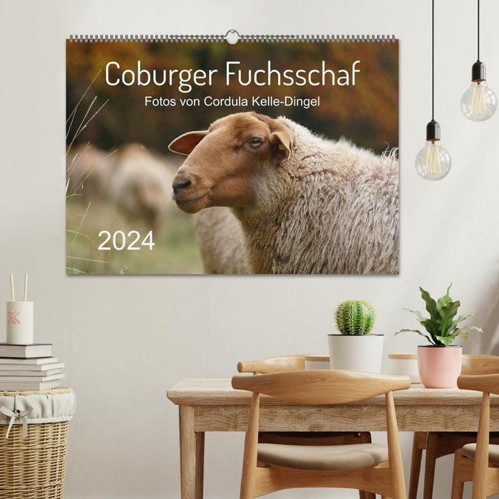 Coburger Fuchsschaf (CALVENDO Wandkalender 2024)