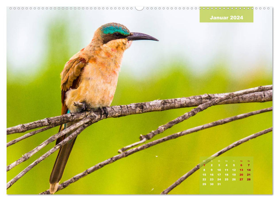 Faszinierende Tierwelt des Kruger National Parks (CALVENDO Premium Wandkalender 2024)
