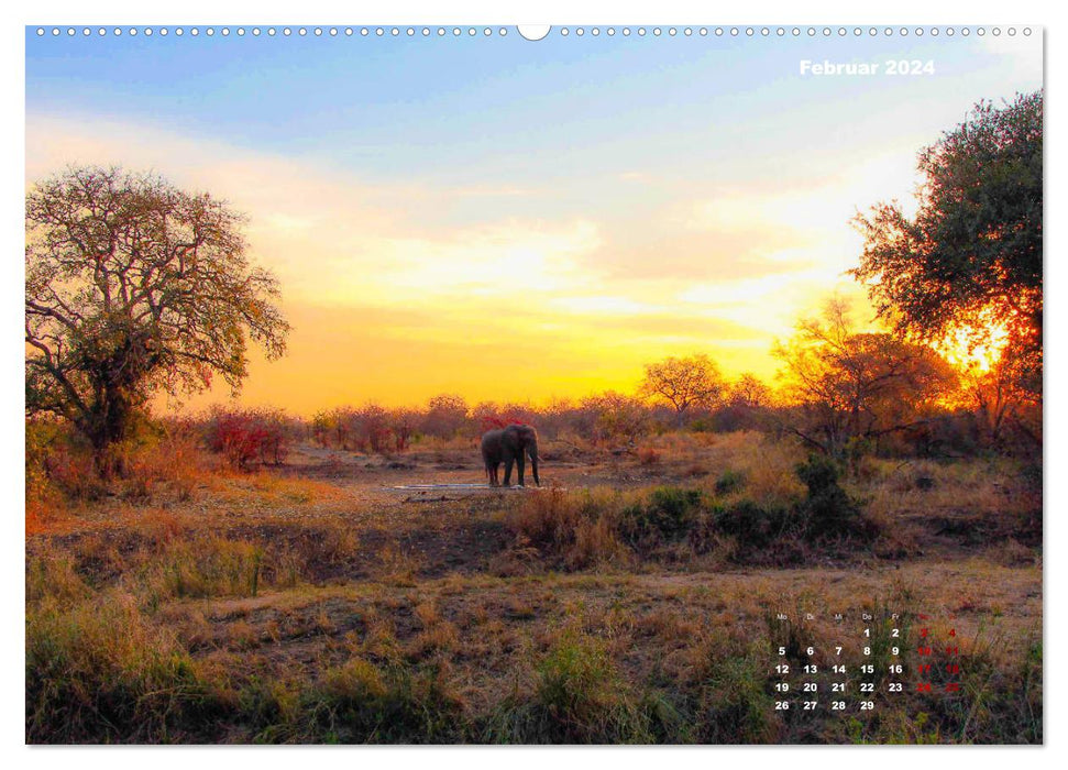 Faszinierende Tierwelt des Kruger National Parks (CALVENDO Premium Wandkalender 2024)