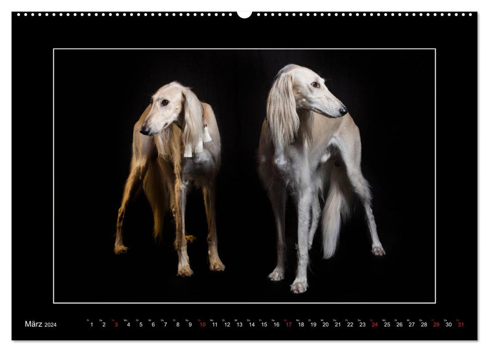 Windhunde - Schnelle Schönheiten (CALVENDO Premium Wandkalender 2024)