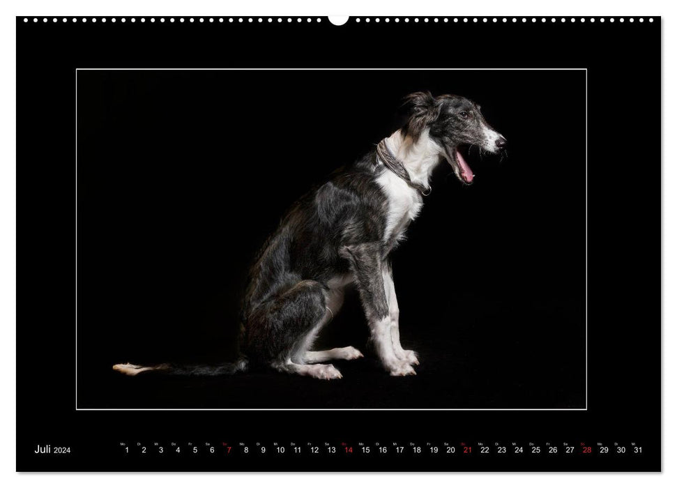 Windhunde - Schnelle Schönheiten (CALVENDO Premium Wandkalender 2024)