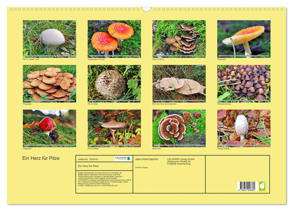 Ein Herz für Pilze (CALVENDO Wandkalender 2024)