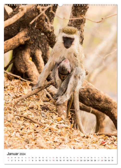 Serengeti Pur - Tansania (CALVENDO Premium Wandkalender 2024)