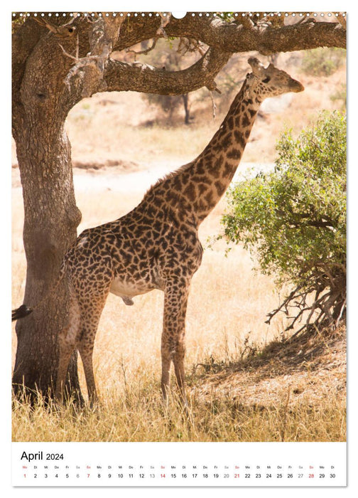 Serengeti Pur - Tansania (CALVENDO Premium Wandkalender 2024)