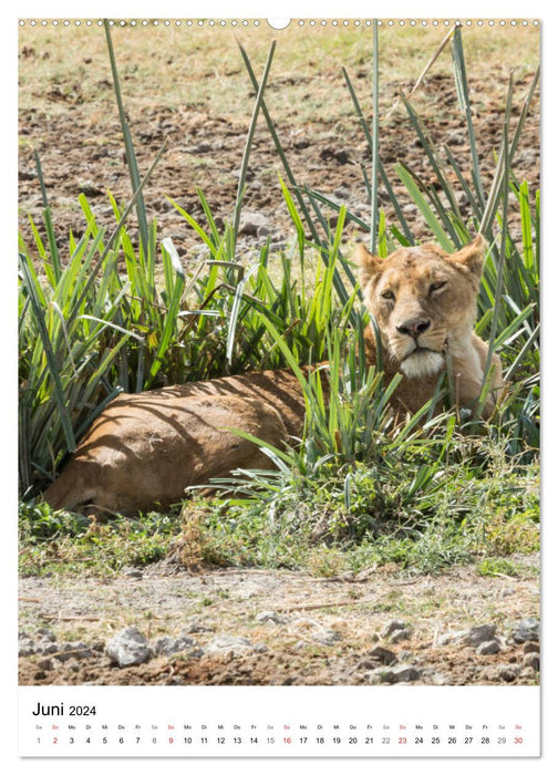 Serengeti Pur - Tansania (CALVENDO Premium Wandkalender 2024)