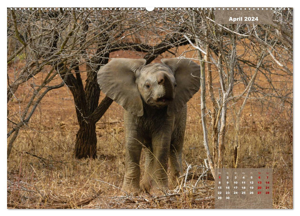Faszinierende Tierwelt des Kruger National Parks (CALVENDO Wandkalender 2024)