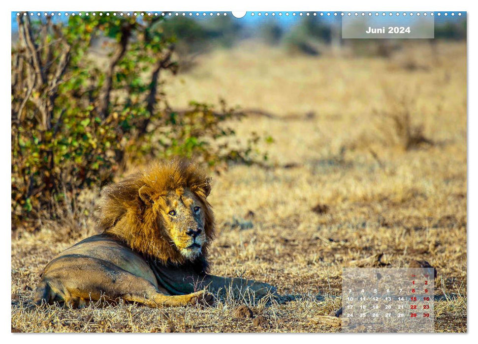 Faszinierende Tierwelt des Kruger National Parks (CALVENDO Wandkalender 2024)