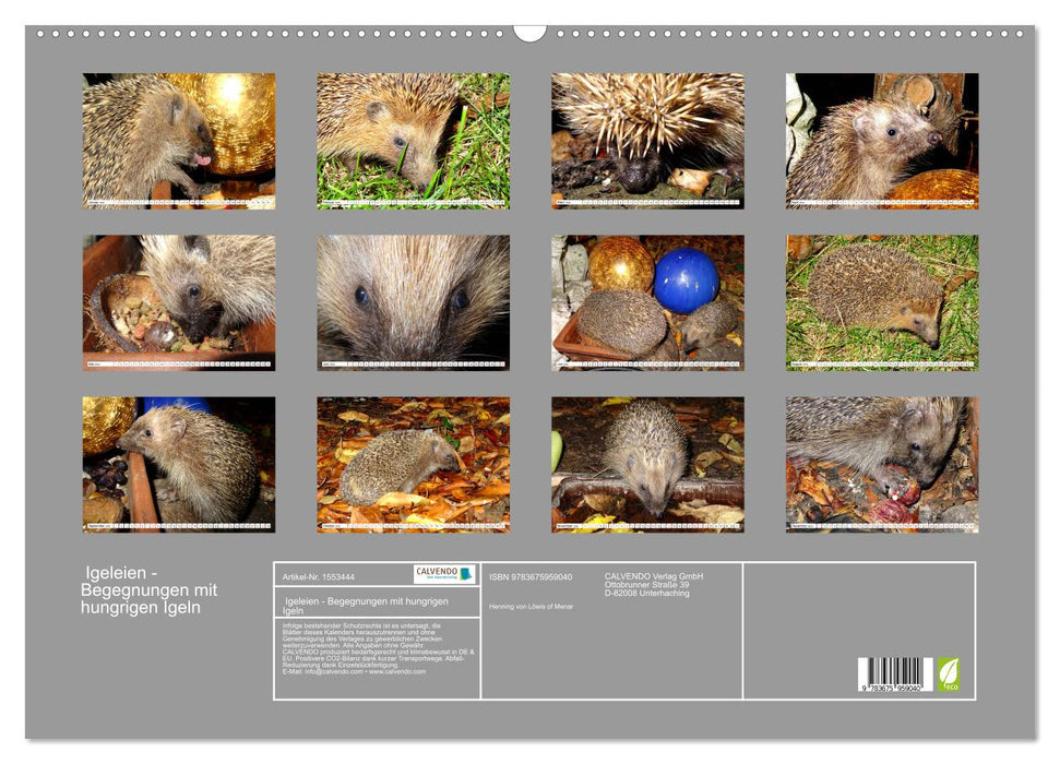Igeleien - Begegnungen mit hungrigen Igeln (CALVENDO Wandkalender 2024)