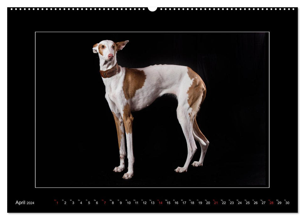 Windhunde - Schnelle Schönheiten (CALVENDO Wandkalender 2024)