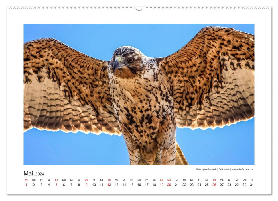 Galapagos 2024 tierisch gut (CALVENDO Premium Wandkalender 2024)