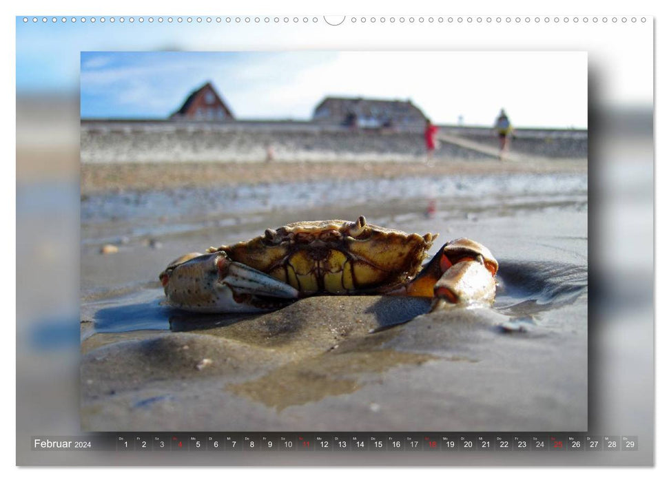 Baltrum - Ein Tag am Strand (CALVENDO Premium Wandkalender 2024)